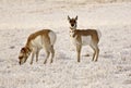 Two Pronghorn Antelopes Royalty Free Stock Photo