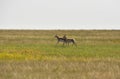 Two Pronghorn Does Running on the Plains