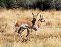 Two Pronghorn Fawns Royalty Free Stock Photo