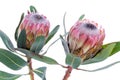 Two Protea flower on a white background