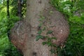 Two protrusions on a tree