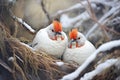 two ptarmigans nestled in a snowy hollow Royalty Free Stock Photo