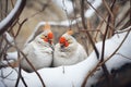 two ptarmigans nestled in a snowy hollow Royalty Free Stock Photo