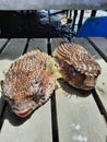 Two puffers fish was caught by fisherman in the little island Serasan, Puffer fish known has a poison in his body