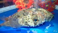 Two puffers swimming in bottom of a fish tank