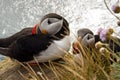 Two puffin on the rock - Latrabjarg, Iceland Royalty Free Stock Photo