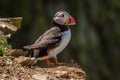 Two puffin sat on a rock Royalty Free Stock Photo