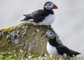 Two Puffin Seabirds Royalty Free Stock Photo