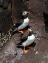 Two puffins on cliff on Farne Islands Royalty Free Stock Photo