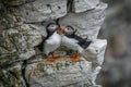 Two puffins on a cliff ledge Royalty Free Stock Photo