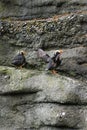 Puffins on Sea Wall Cliff Vertical