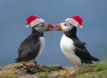 Two puffins Royalty Free Stock Photo