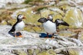 Two puffins Royalty Free Stock Photo