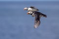 Two puffins flying next to each other with the blue ocean on the background Royalty Free Stock Photo