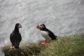 Two puffins on a grassy cliff, eating Royalty Free Stock Photo