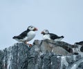 Two Puffins on Inner Farne Royalty Free Stock Photo