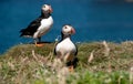 Two Puffins on the Island of Lunga.Inner Hebrides, Scotland, U.K Royalty Free Stock Photo