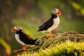 Faroe two puffins Royalty Free Stock Photo