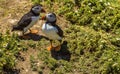 Two Puffins pass each other on Skomer Island breeding ground for Atlantic Puffins