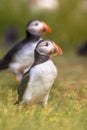 Two Puffins Portrait Royalty Free Stock Photo