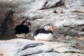 Two puffins resting on rocks inside a zoo enclosure Royalty Free Stock Photo