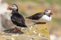 Two puffins on a rock back to back Royalty Free Stock Photo