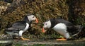 Two puffins on shore on Farne Islands Royalty Free Stock Photo