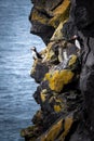 Two puffins at the side of a cliff at the sea Royalty Free Stock Photo