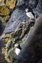 Two puffins at the side of a cliff at the sea Royalty Free Stock Photo