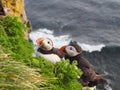 Puffins at a cliff Royalty Free Stock Photo