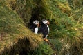 Two Puffins standing outside their nest Royalty Free Stock Photo