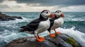 Two puffins standing on a rocky shore with waves crashing in the background Royalty Free Stock Photo