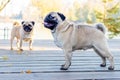 Two pug dogs in a park near a lake on a wooden platform Royalty Free Stock Photo