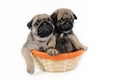 Two pug puppies in basket. Royalty Free Stock Photo