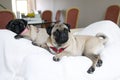Two Pugs Royalty Free Stock Photo