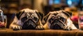 two pugs are bored funny dog Generative AI Royalty Free Stock Photo