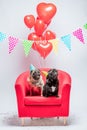 Two pugs dogs with birthday decorations.