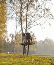 Two pugs, dogs, black and white are standing on a bench with smiling happy faces in a park, on a sunny day Royalty Free Stock Photo