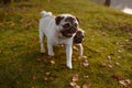 Two pugs, dogs, mother and her offspring are walking on green grass and autumn leaves, with happy, smiling faces