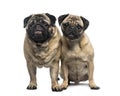 Two pugs Royalty Free Stock Photo