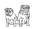 Two pugs isolated on a white Royalty Free Stock Photo