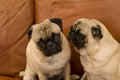 Two Pugs on Leather Couch Royalty Free Stock Photo