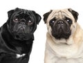 Two pugs. Portrait on white background Royalty Free Stock Photo