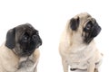 Two Pugs Sitting Royalty Free Stock Photo