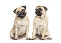 Two Pugs sitting together, dog, isolated Royalty Free Stock Photo