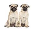 Two Pugs sitting together, dog, isolated Royalty Free Stock Photo