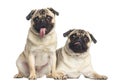 Two pugs sticking the tongue out, isolated Royalty Free Stock Photo