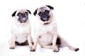 Two pugs together Royalty Free Stock Photo