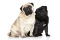 Two pugs on a white background