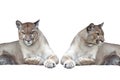 two Puma isolated on white background Royalty Free Stock Photo